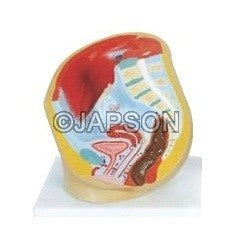 Human Female Half Pelvis Human Female Half Pelvis